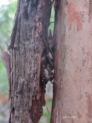 Paratlanticus ussuriensis