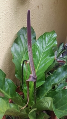 Anthurium jenmanii