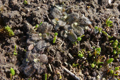 Myosotis brevis