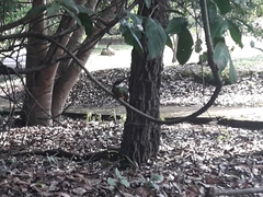 Galbula ruficauda heterogyna