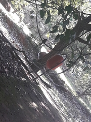 Galbula ruficauda heterogyna