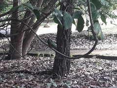 Galbula ruficauda heterogyna