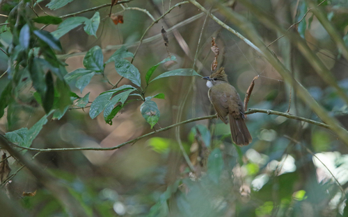 Ochraceous Bulbul (Alophoixus ochraceus), photo 8