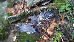 Columba livia domestica