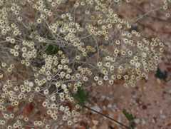 Helichrysum cochleariforme