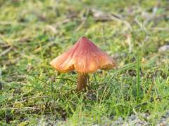 Hygrocybe conicoides