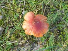 Hygrocybe conicoides