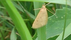 Achyra nudalis