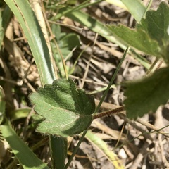 Pavonia glechomoides