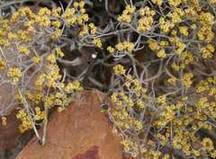 Helichrysum cochleariforme