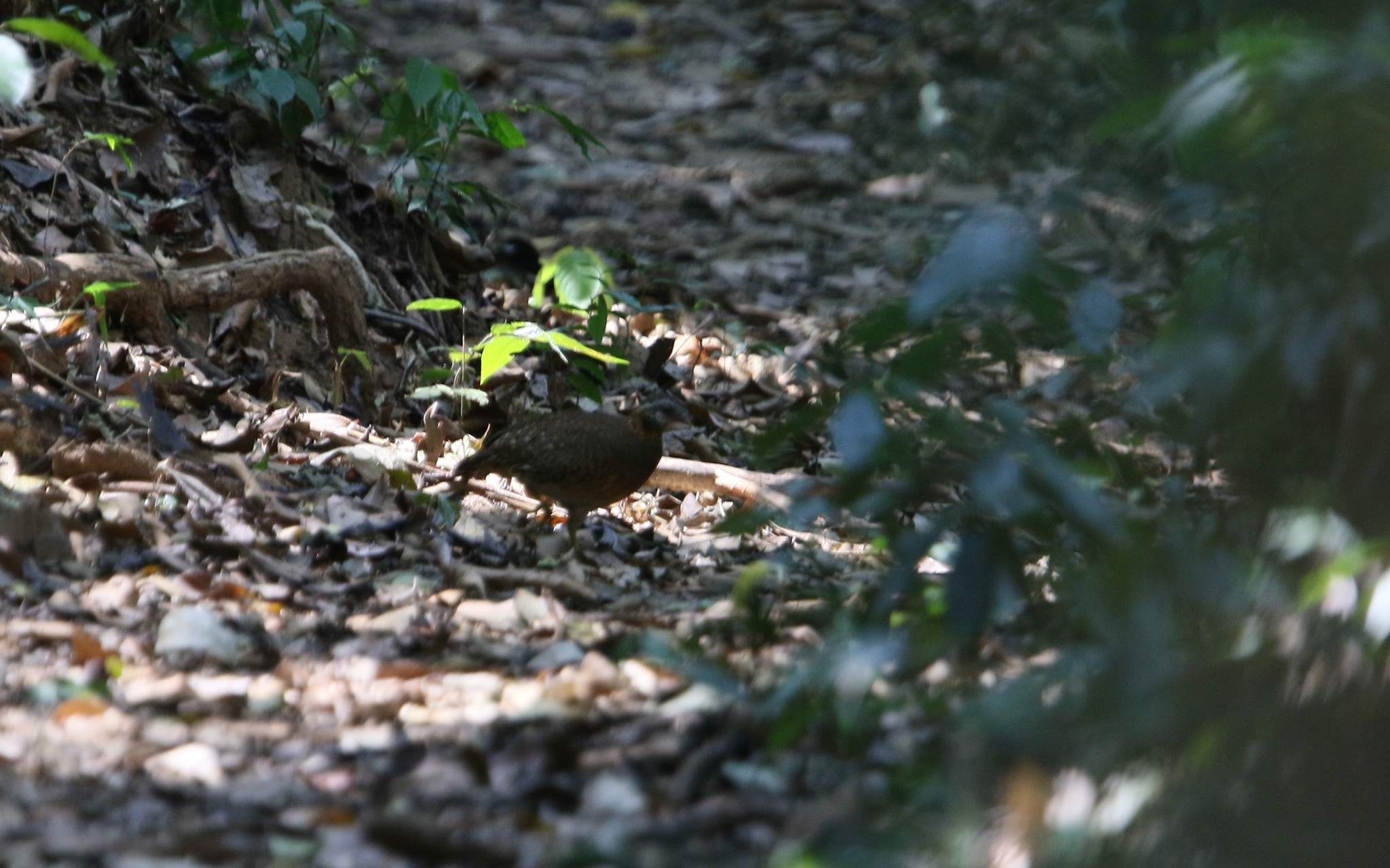 Green-legged Partridge