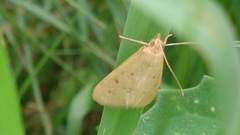 Achyra nudalis
