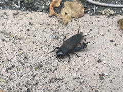 Gryllus bimaculatus