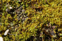 Myosotis brevis