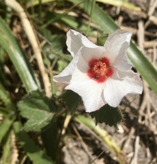 Pavonia glechomoides