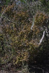 Flueggea verrucosa