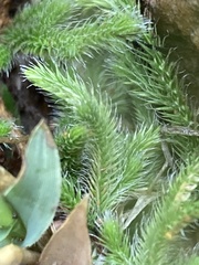 Selaginella dregei