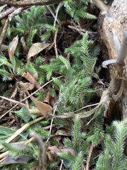 Selaginella dregei