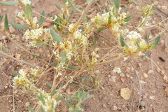 Cuscuta squamata