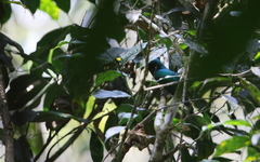 Chrysococcyx maculatus