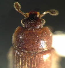 Thalycrodes australis