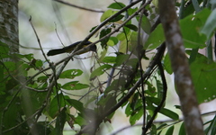Melanochlora sultanea