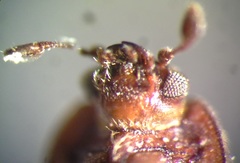 Thalycrodes australis