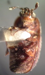 Thalycrodes australis