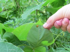 Aspidimorpha difformis