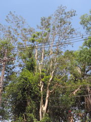 Albizia niopoides