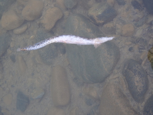 Mesopotamian spiny eel (Mastacembelus mastacembelus) — Mastacembelidae — 5