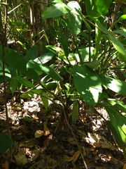 Cryptocoryne ciliata