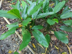 Cryptocoryne ciliata