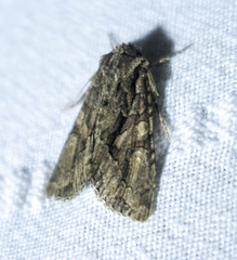 Dryobotodes tenebrosa