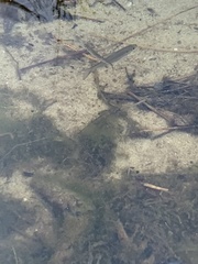 Alosa pseudoharengus