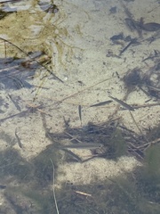 Alosa pseudoharengus