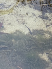 Alosa pseudoharengus