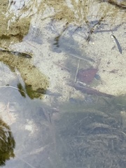 Alosa pseudoharengus