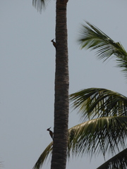 Chrysocolaptes festivus