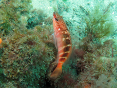 Hypoplectrodes maccullochi