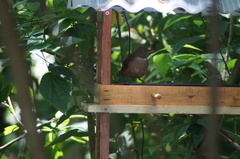 Turdus albicollis