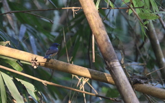 Cyornis glaucicomans