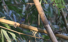 Cyornis glaucicomans