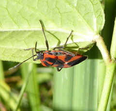 Tropidothorax leucopterus