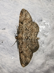Peribatodes rhomboidaria