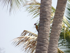 Chrysocolaptes festivus