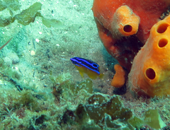 Mecaenichthys immaculatus