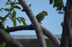 Brotogeris tirica
