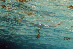 Tylosurus gavialoides