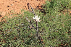 Peniocereus greggii